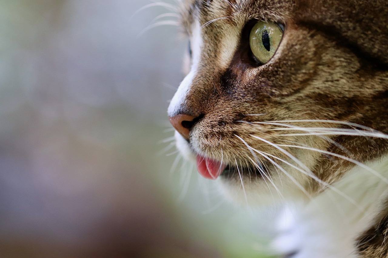 ¿Cuáles son las enfermedades parasitarias más comunes en los gatos?