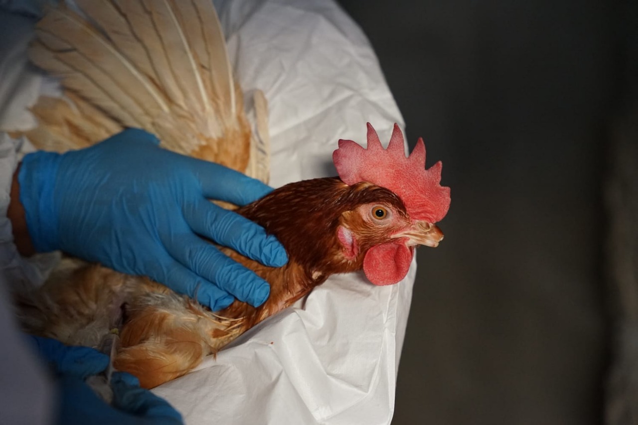 Pollos modificados genéticamente dan un paso en la lucha contra la gripe aviar