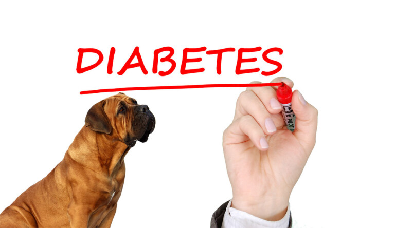 Diabetes también afecta a perros y gatos